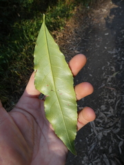 Acradenia