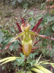 Phragmipedium longifolium