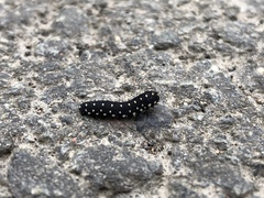 Athalia scutellariae