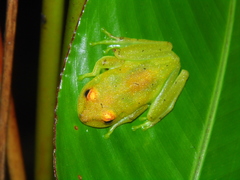 Boana cinerascens