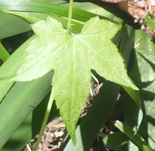 Cucumber pod creeper (Ceratiosicyos laevis)