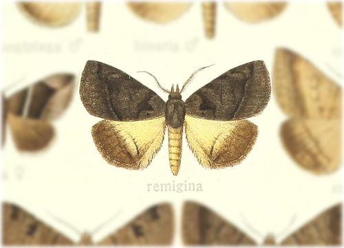 Remigiodes