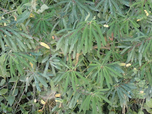 Euphorbia kraussiana, photograph 4