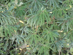 Euphorbia kraussiana, photograph (c) Nicola van Berkel, some rights reserved (CC BY-SA)