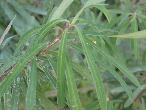 Euphorbia kraussiana, photograph 3