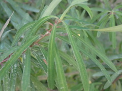 Euphorbia kraussiana, photograph (c) Nicola van Berkel, some rights reserved (CC BY-SA)