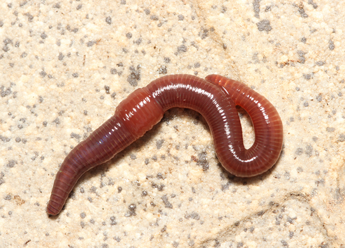Small-Tailed Worm