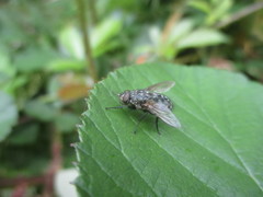 Pollenia rudis