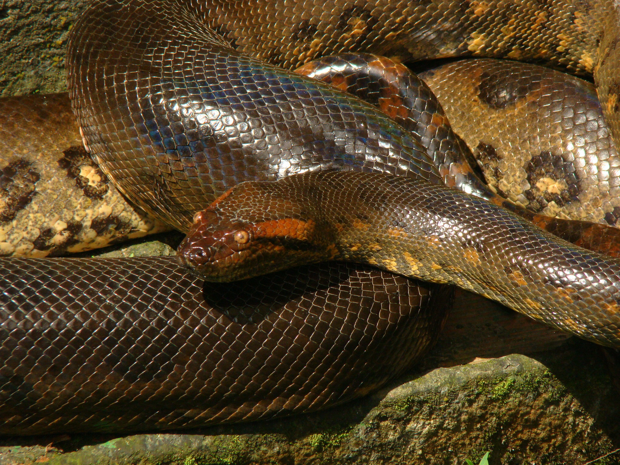 Green Anaconda (Eunectes murinus) · iNaturalist