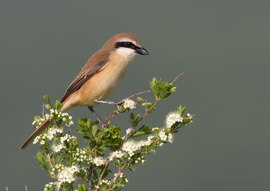 Brown Shrike photo