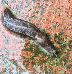 Limax maximus