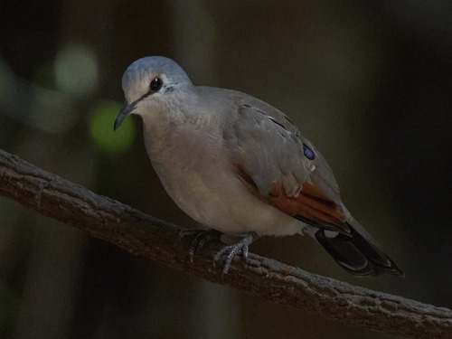 Black-billed Wood Dove (Turtur abyssinicus), photo 8