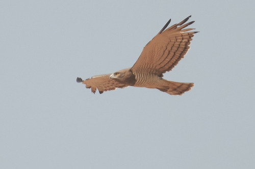 Beaudouin's Snake Eagle (Circaetus beaudouini)
