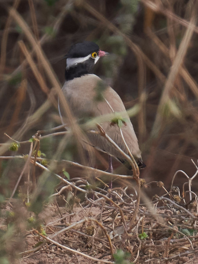 Black-headed Lapwing (Vanellus tectus), photo 10