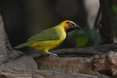 Olive-naped Weaver (Ploceus brachypterus)