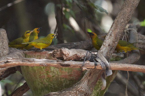 Olive-naped Weaver (Ploceus brachypterus), photo 3