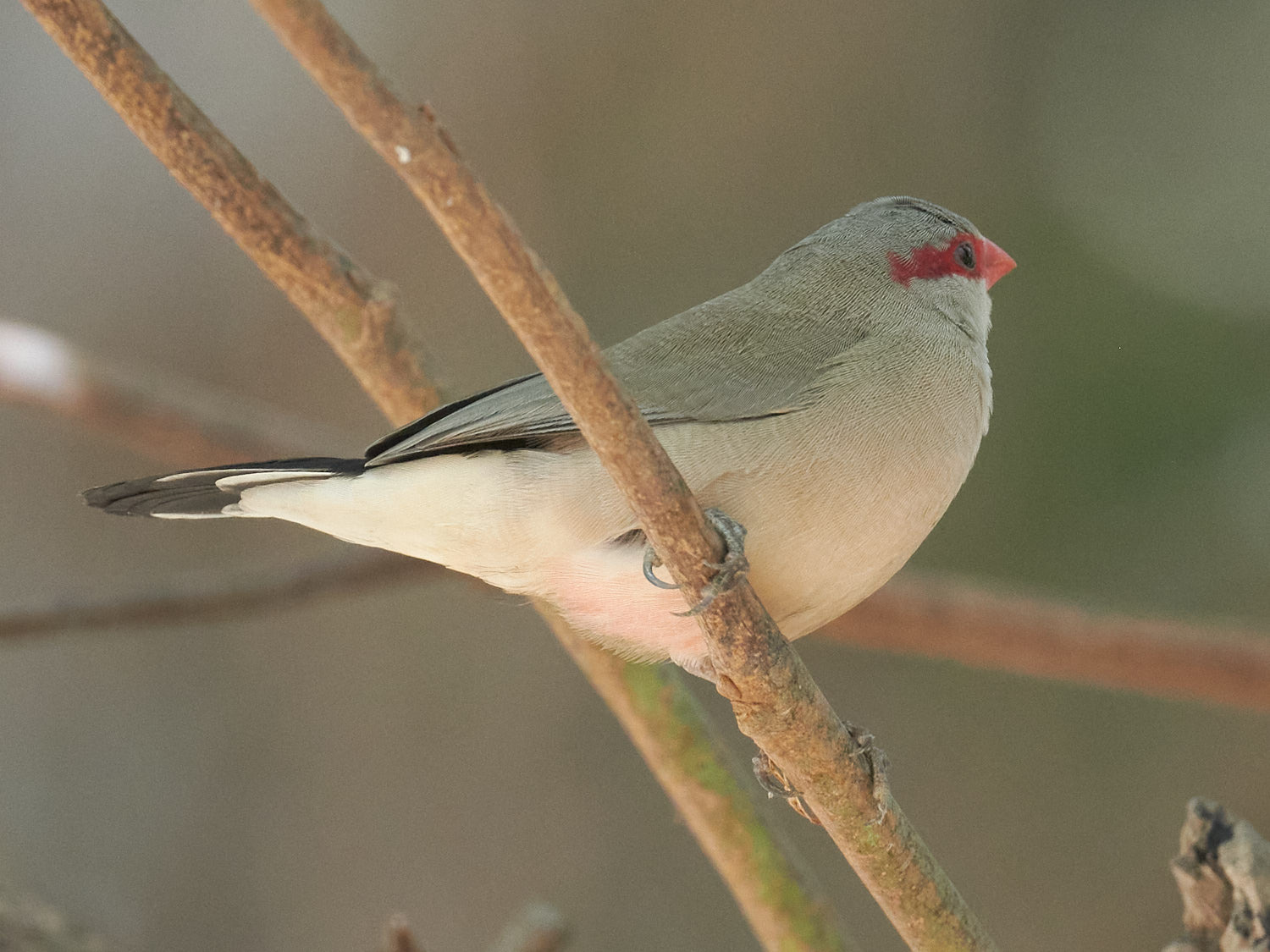 Black-rumped Waxbill (Estrilda troglodytes), photo 3