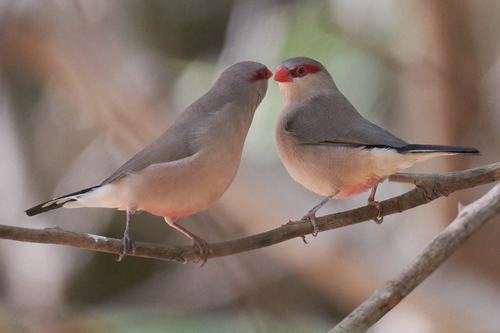 Estrilda culinegra (Estrilda troglodytes)