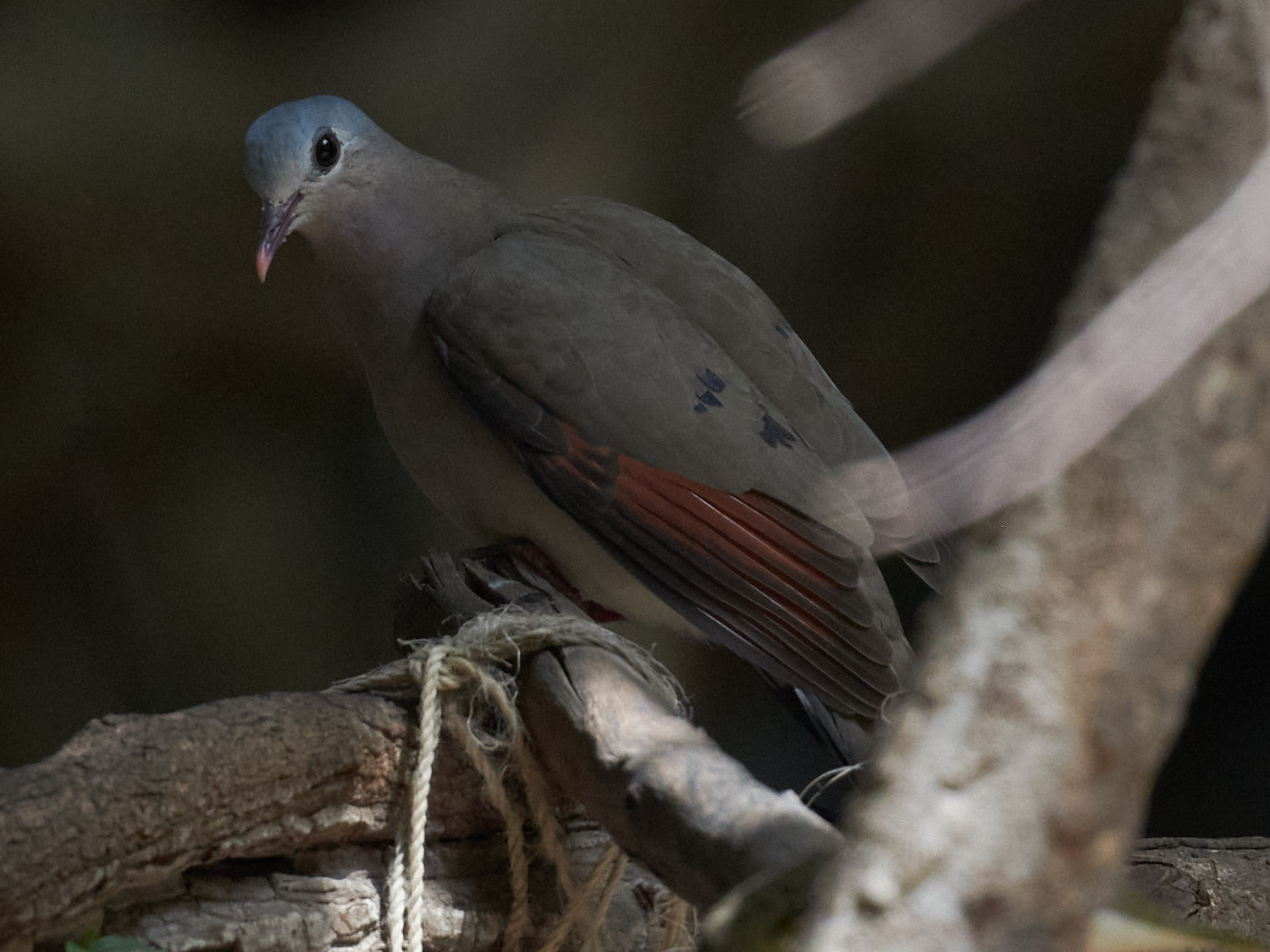 Blue-spotted Wood Dove (Turtur afer), photo 9