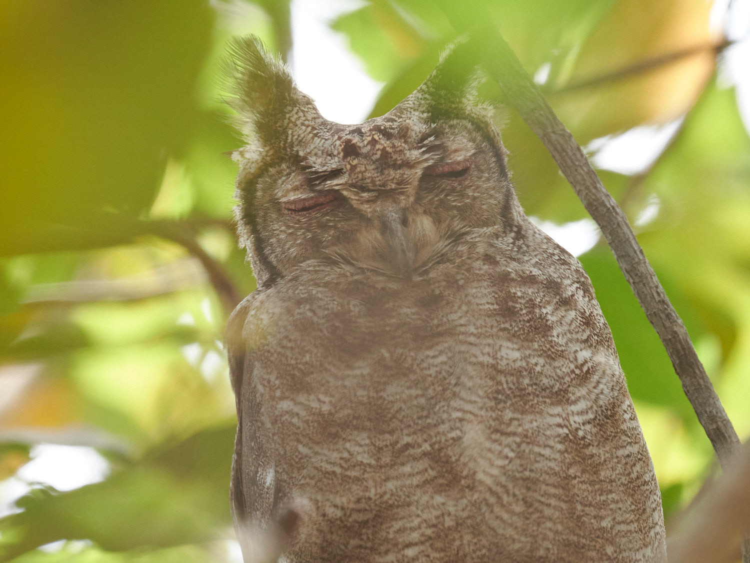 Greyish Eagle-Owl (Bubo cinerascens), photo 2