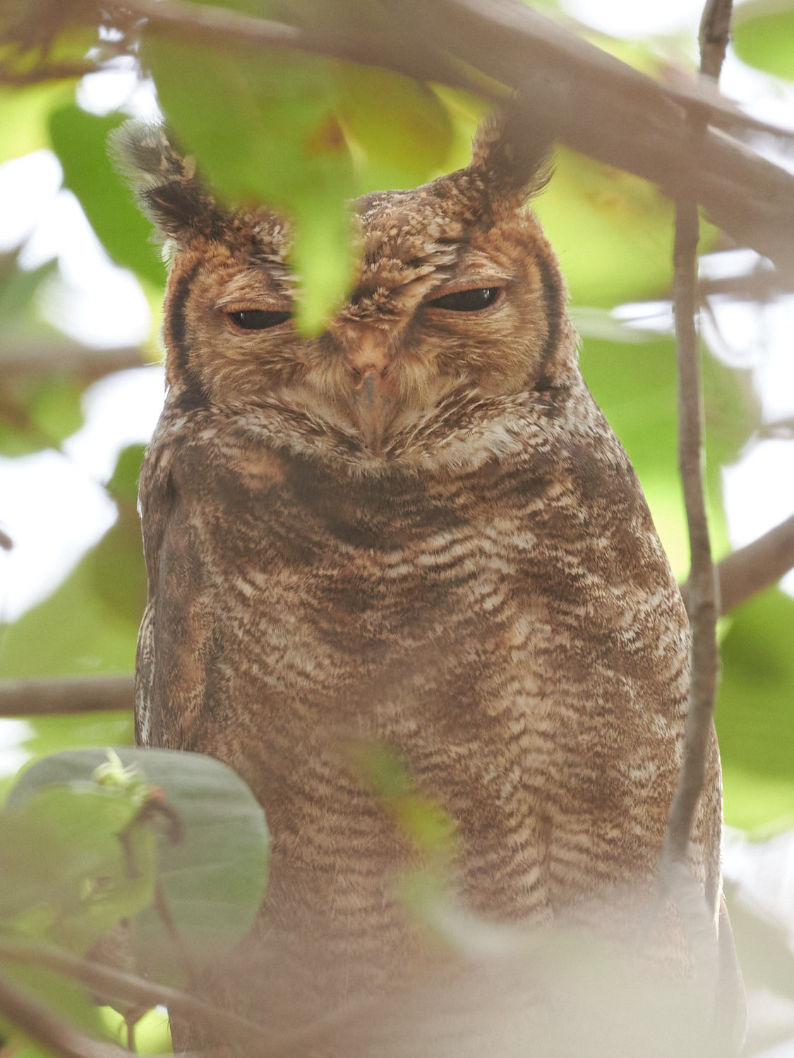 Greyish Eagle-Owl (Bubo cinerascens), photo 3
