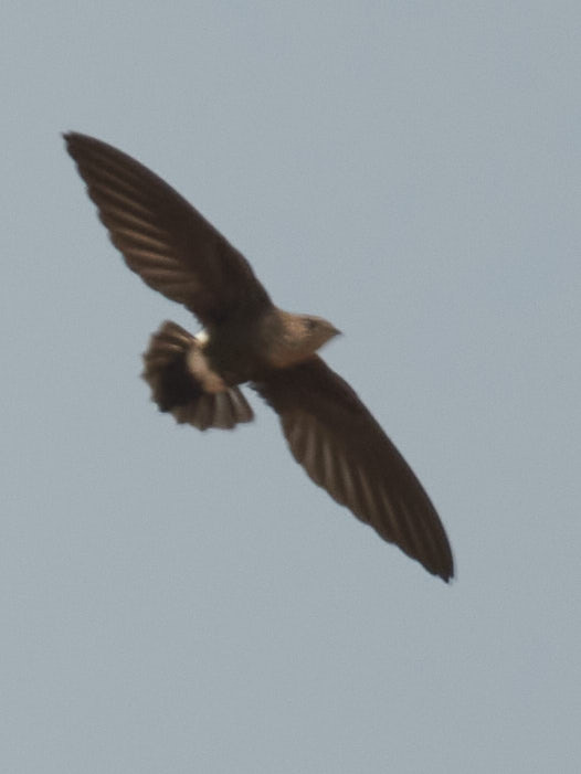 Mottled Spinetail (Telacanthura ussheri), photo 2