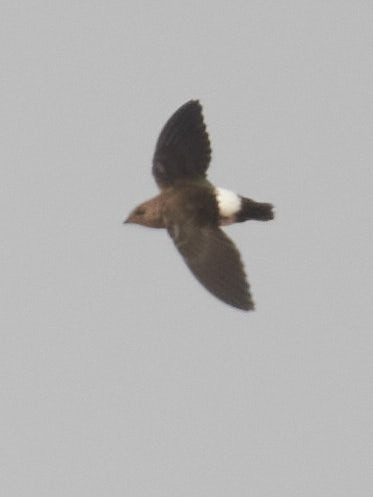 Mottled Spinetail (Telacanthura ussheri), photo 3
