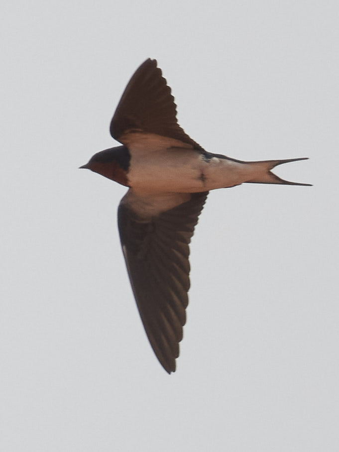 Red-chested Swallow (Hirundo lucida), photo 6