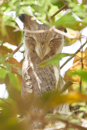 Northern White-faced Owl (Ptilopsis leucotis), photo 3