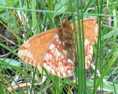 Boloria frigidalis