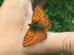 Boloria frigidalis