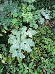 Heracleum sphondylium