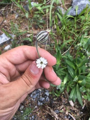 Silene songarica