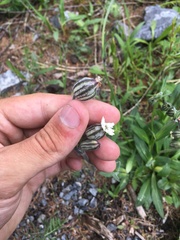 Silene songarica