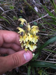 Pedicularis oederi