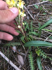 Pedicularis oederi