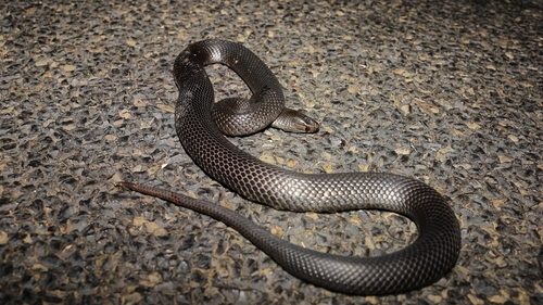 Blue-bellied Black Snake sighting