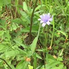 Cichorium intybus