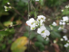 Crambe santosii