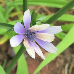 Cichorium intybus