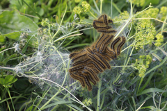 Malacosoma alpicolum