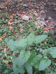 Scrophularia smithii