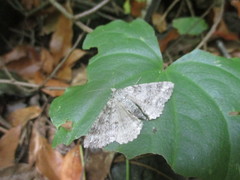 Ascotis fortunata