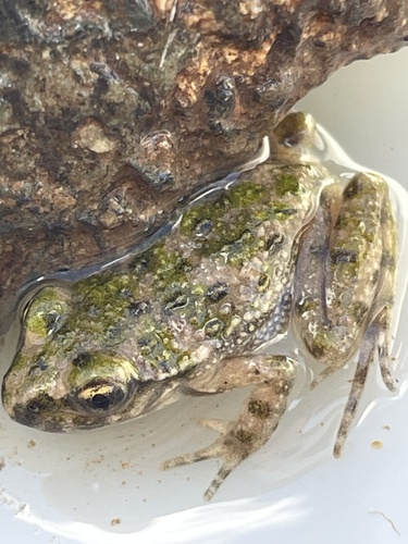 Iberian parsley frog, Parque Natural Sierra Morena de Sevilla, Cazalla de la Sierra, Sevilla, ES, photo 9 of 10