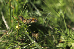 Malacosoma alpicolum