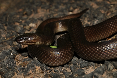 Dunmall's Snake