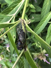 Neotibicen canicularis