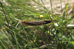 Malacosoma alpicolum