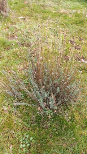 Image of Santolina rosmarinifolia by (c) frangp, some rights reserved (CC BY)