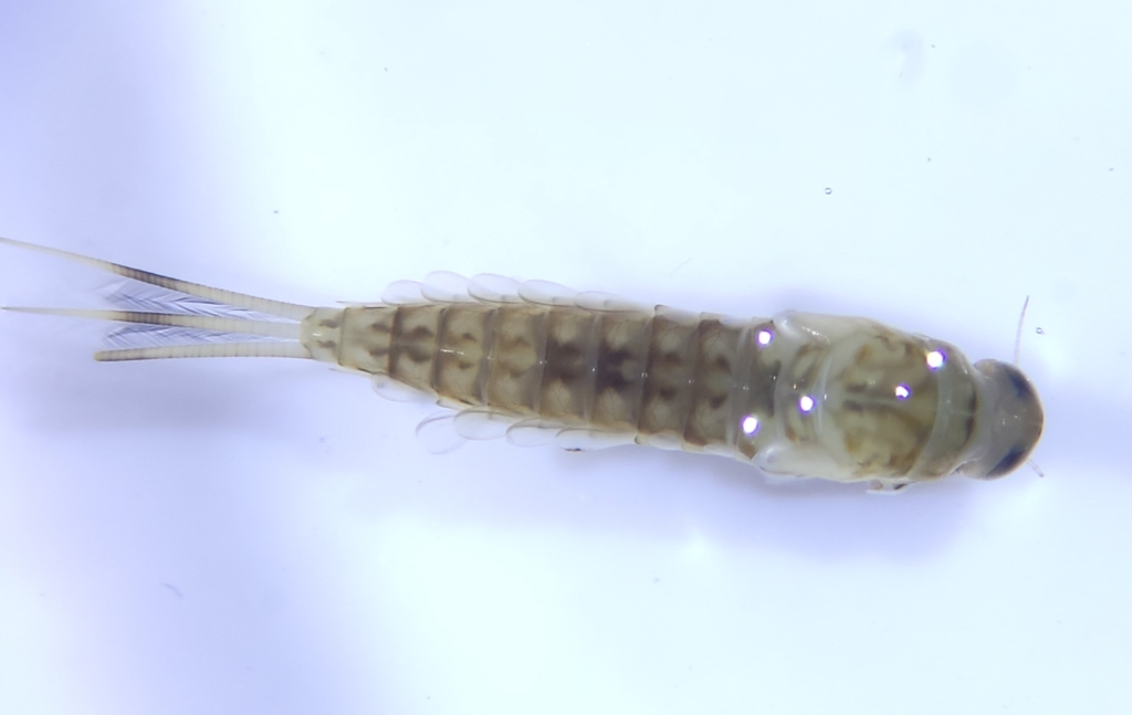 Ameletus tarteri
